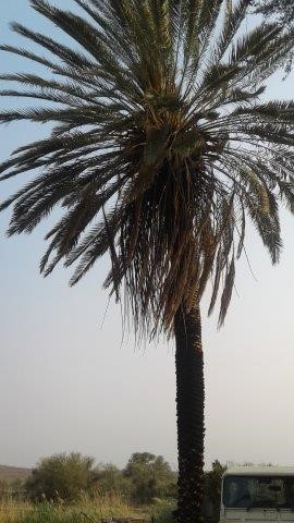 Palmtree next to Hudup