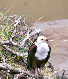 Even the fish eagle is a common sight at hudup camp